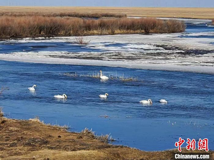 通讯：中国北方第一大湖生态向好：鸟类回归、游客“打卡”