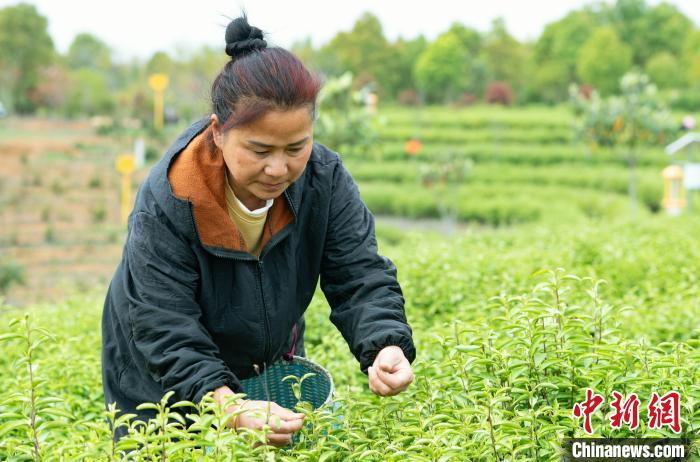 江西共青城：能人带富小茶叶变身乡村振兴“金叶子”