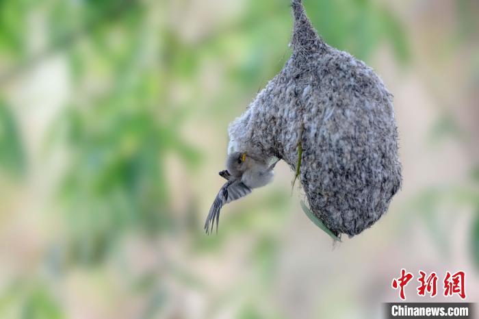 中华攀雀正要钻进袋状巢中喂食幼鸟。　张学锋 摄