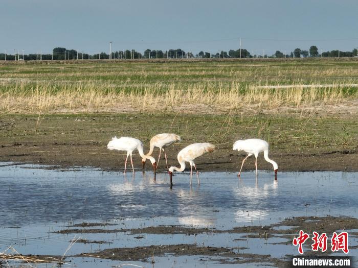 白鹤在吉林西部湿地停歇时间创新纪录