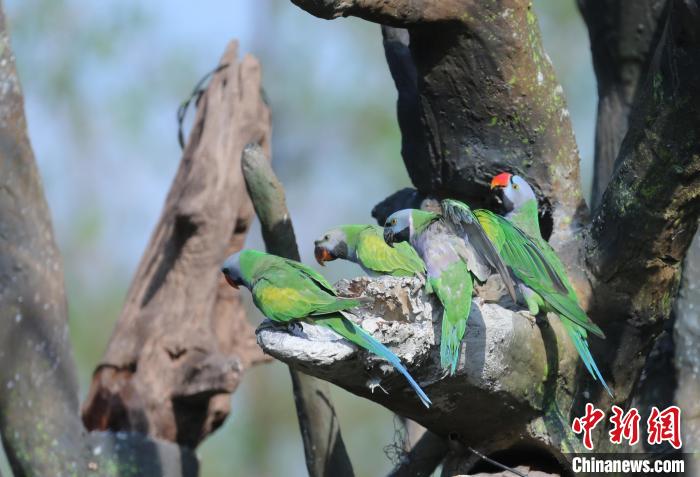 图为人工“大树”吸引来大紫胸鹦鹉饮水。　糯扎渡省级自然保护区管护局供图