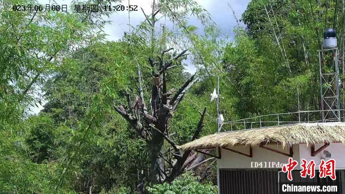 图为建在树林中的人工“大树”。　糯扎渡省级自然保护区管护局供图
