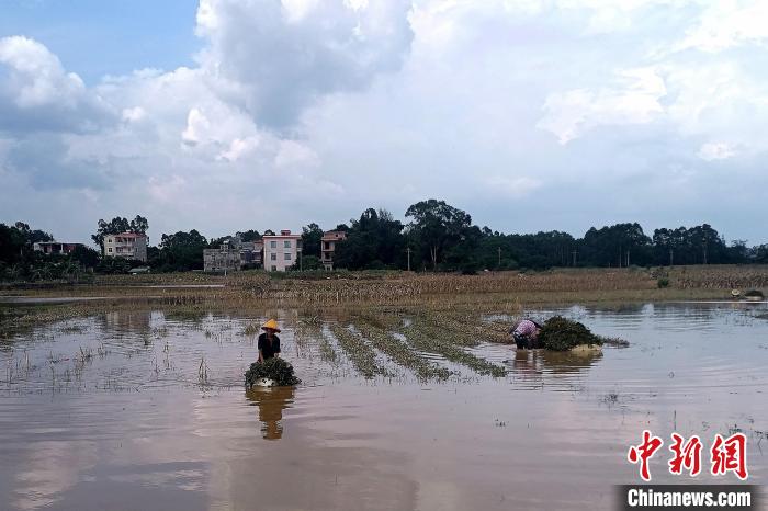 持续性强降雨致广西北海逾11万人受灾灾后重建有序推进