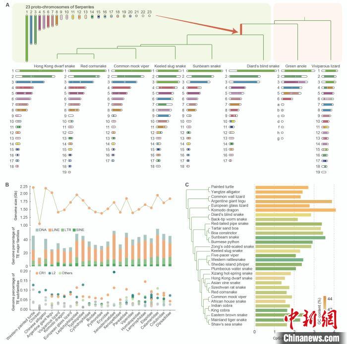 蛇类基因组演化特征。　中科院成都生物所 供图