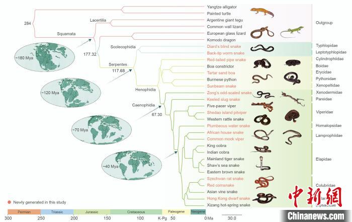 蛇类系统发育框架。　中科院成都生物所 供图