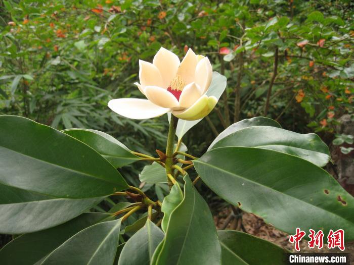 广东龙门南昆山极危物种长梗木莲迎来开花季