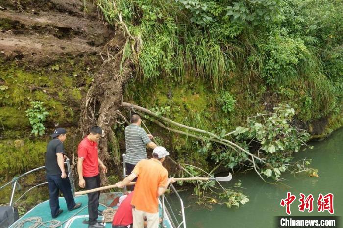 珍稀丹霞梧桐首次实现整群异地迁种落户华南国家植物园