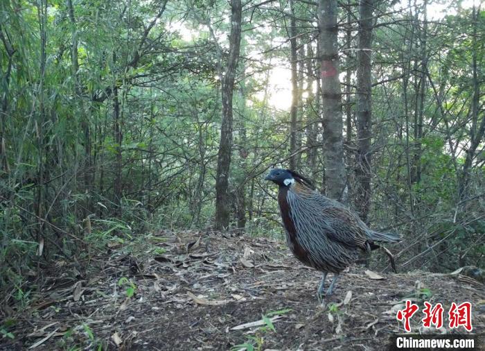 红腹角雉频现湖北竹山堵河源保护区