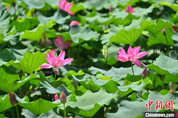 图为贵港市港南区东津镇冲口屯的荷花迎来盛花期。　俞靖 摄