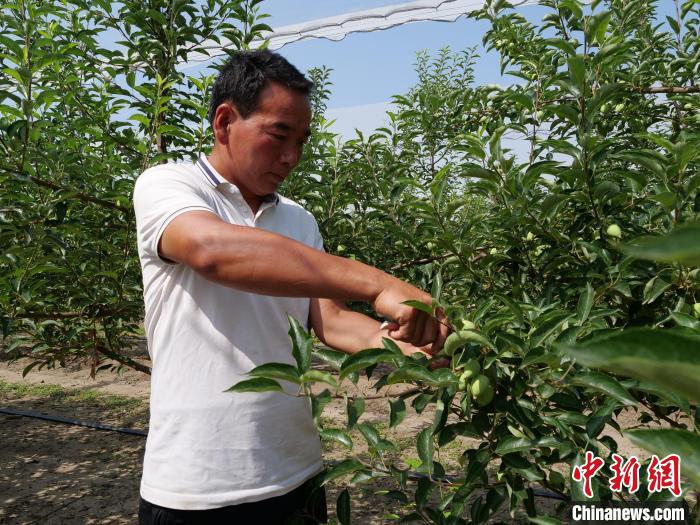 图为宋海飞正在疏果。　胡建华 摄