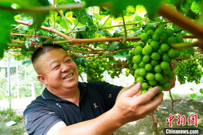 乡约福建：永定葡萄“甜蜜”上市