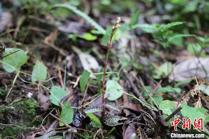 广西木论国家级自然保护区发现小小斑叶兰