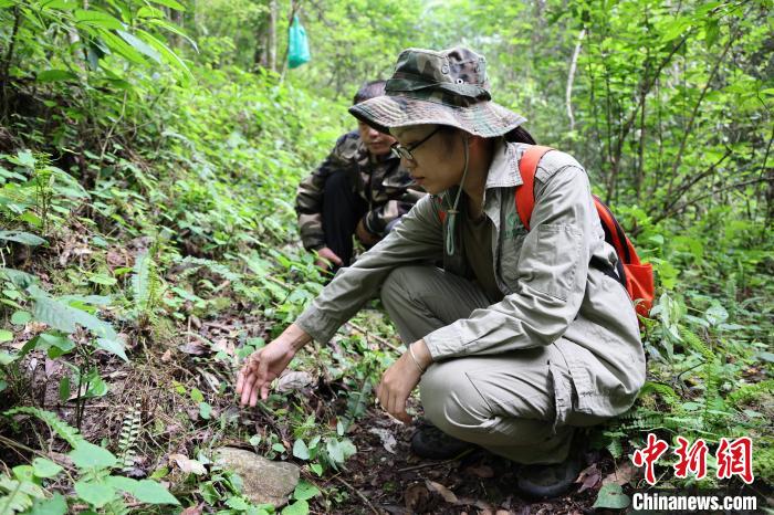 图为广西木论国家级自然保护区工作人员在巡山时发现小小斑叶兰。　韦志宏 摄