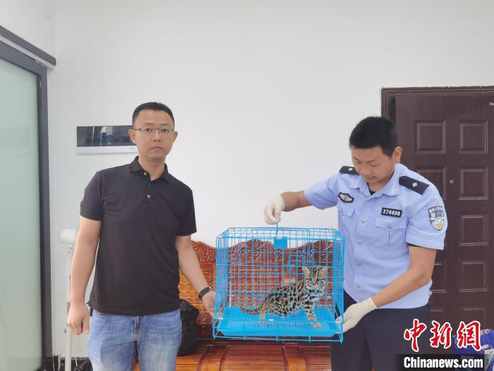 云南德宏：警民联手救助野生豹猫幼崽