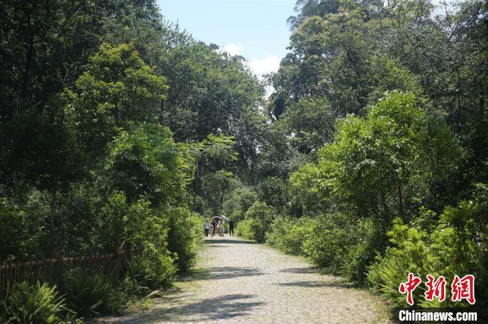 云南普洱：多举措保护景迈山古茶林文化景观